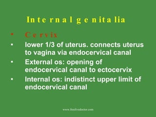 Internal genitalia <ul><li>Cervix </li></ul><ul><li>lower 1/3 of uterus. connects uterus to vagina via endocervical canal ...
