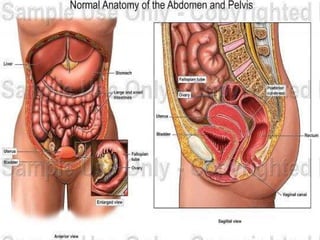 Adjacent organs www.freelivedoctor.com 