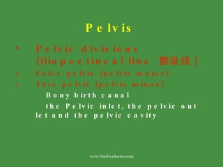 Pelvis <ul><li>Pelvic divisions (iliopectineal line  髂耻线 ) </li></ul><ul><li>False pelvis (pelvis major) </li></ul><ul><li...