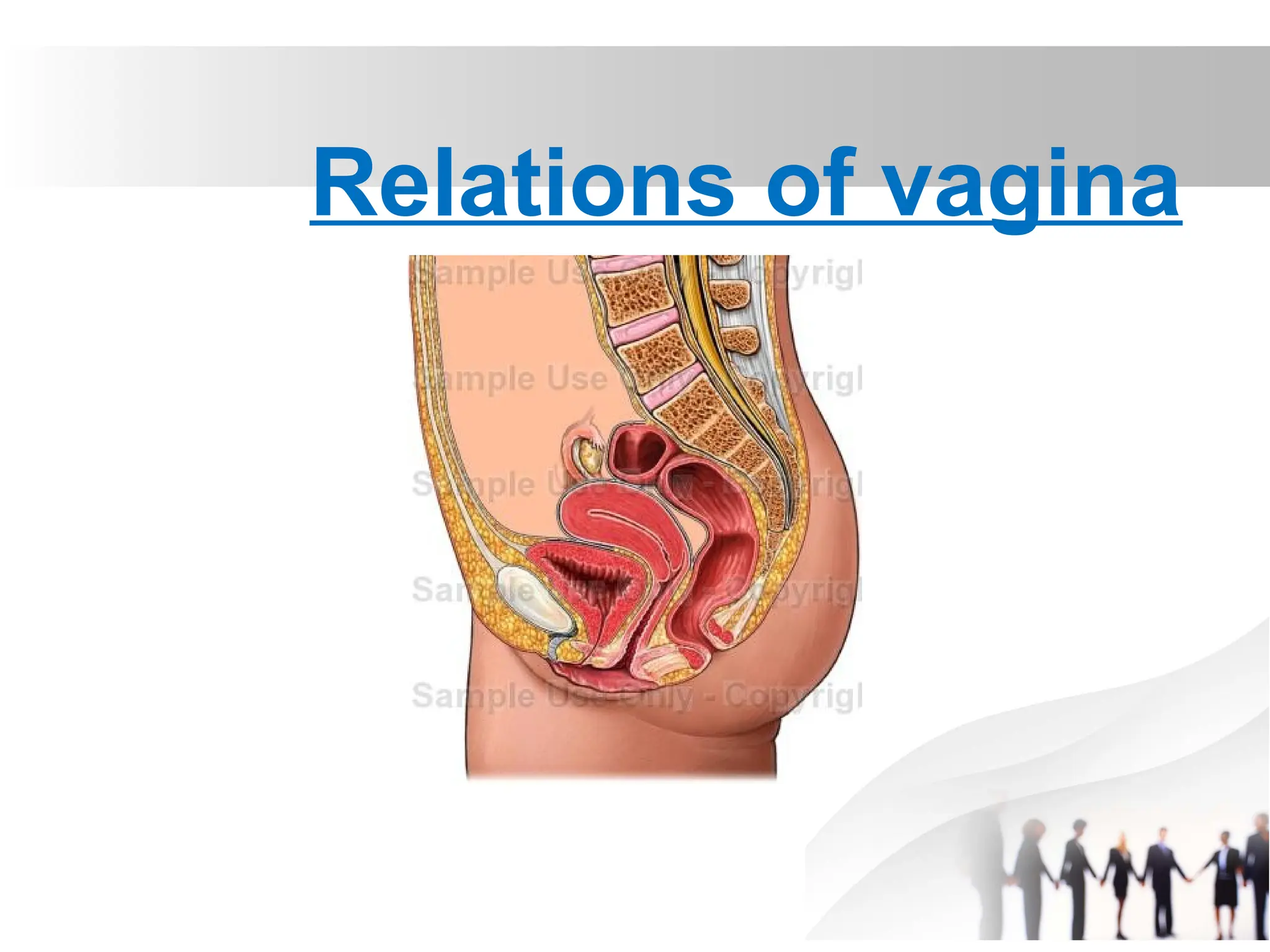 ANATOMY OF THE FEMALE REPRODUCTIVE SYSTEM Final2 pptx anatomy-of-the-female-reproductive-system-final2-pptx