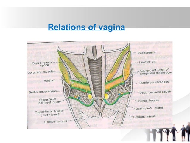 ANATOMY OF THE FEMALE REPRODUCTIVE SYSTEM. final2.pptx