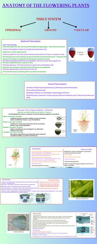 TISSUE SYSTEM
ANATOMY OF THE FLOWERING PLANTS
EPIDERMAL GROUND VASCULAR
 