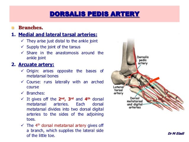 Anatomy of the foot