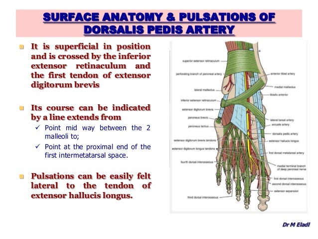Anatomy of the foot