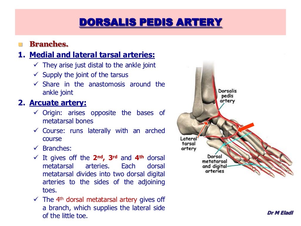 Anatomy of the foot