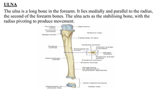 ANATOMY OF THE FOREARM a relevant insight | PDF