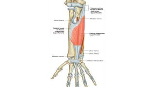 Inner Forearm Layout.pdf ANATOMY OF THE FOREARM a relevant insight | PDF