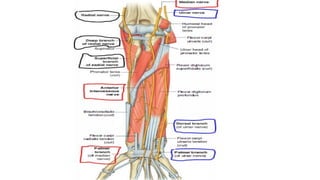 Inner Forearm Layout.pdf ANATOMY OF THE FOREARM a relevant insight | PDF