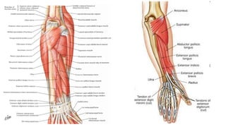 ANATOMY OF THE FOREARM BY DR DADA M.S_022309.pptx