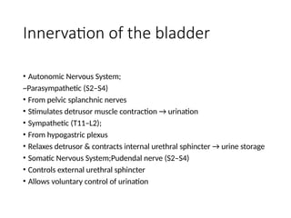Comprehensive Anatomy of the Genitourinary System: Kidneys, Ureters ...