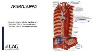 Anatomy of the GI Tract Fall 20233333.pdf