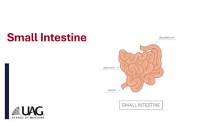 Anatomy of the GI Tract Fall 20233333.pdf