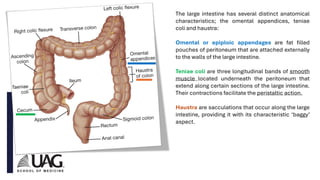 Anatomy of the GI Tract Fall 20233333.pdf