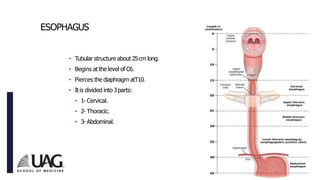 Anatomy of the GI Tract Fall 20233333.pdf