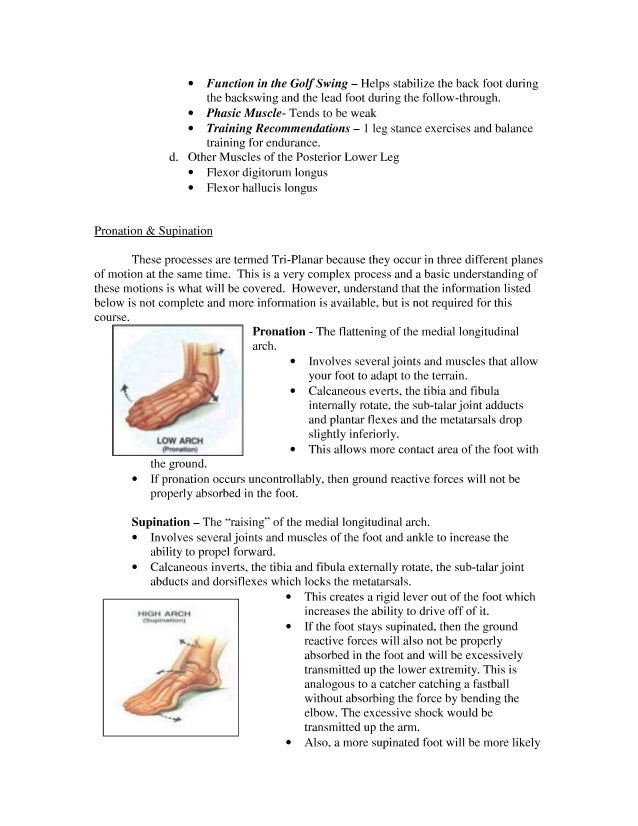 Anatomy Of The Golf Swing For Trainers