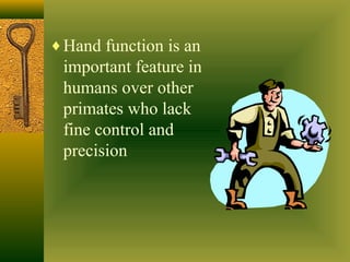 Anatomy of the hand | PPT