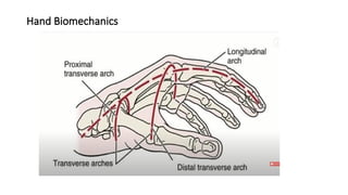 Anatomy of the Hand power point presentation.pptx