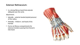 Extensor Retinaculum Function Anatomy of the Hand power point presentation.pptx