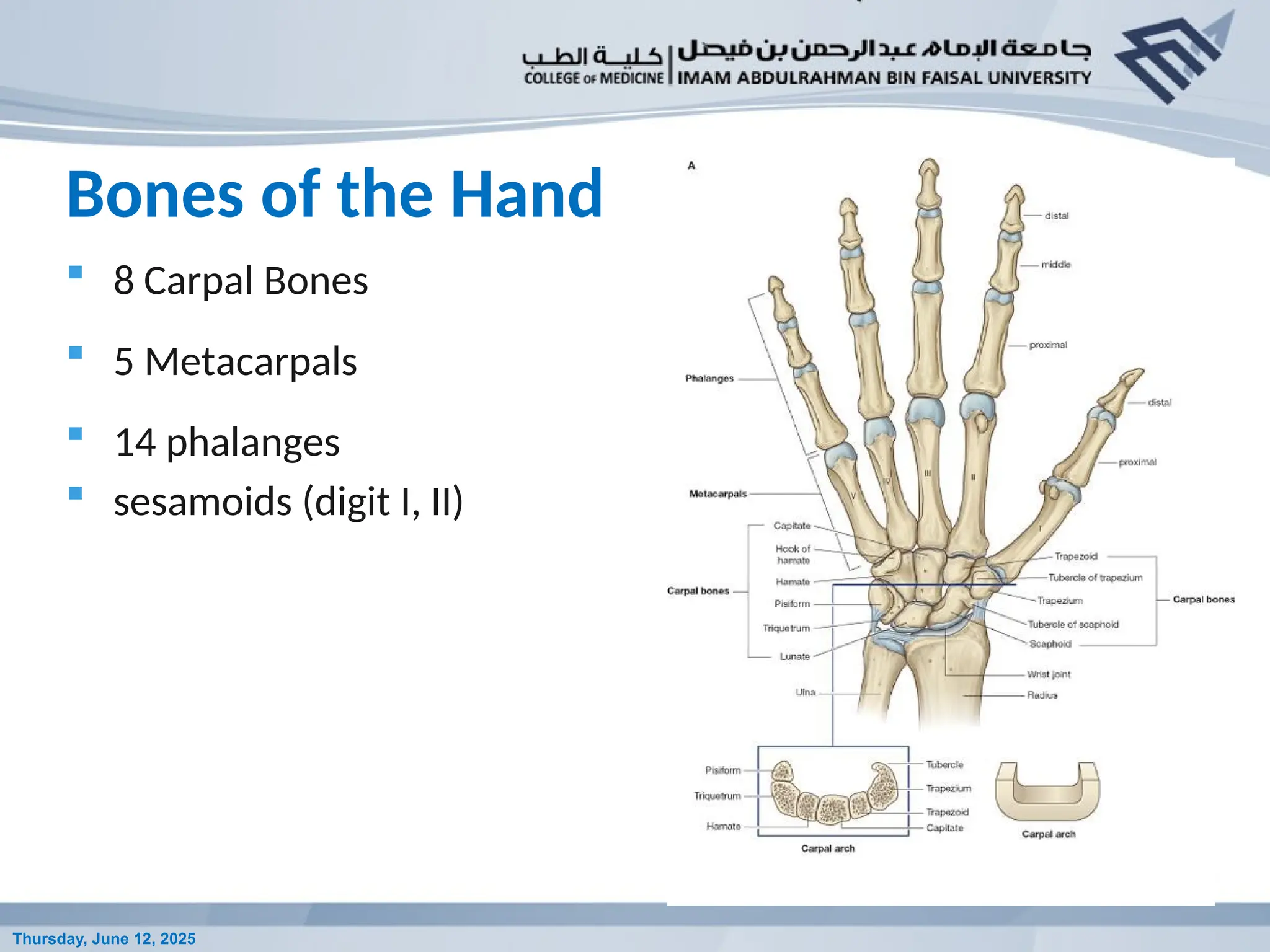 Anatomy lecture - Anatomy of the hand 2019 given by co-ordinator.pptx
