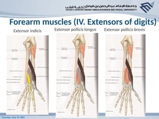 Extensor Process Anatomy lecture - Anatomy of the hand 2019 given by co-ordinator.pptx
