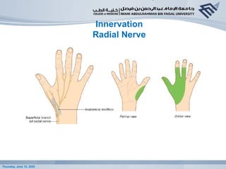 Anatomy lecture - Anatomy of the hand 2019 given by co-ordinator.pptx
