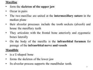 Anatomy of the head and neck | DOCX