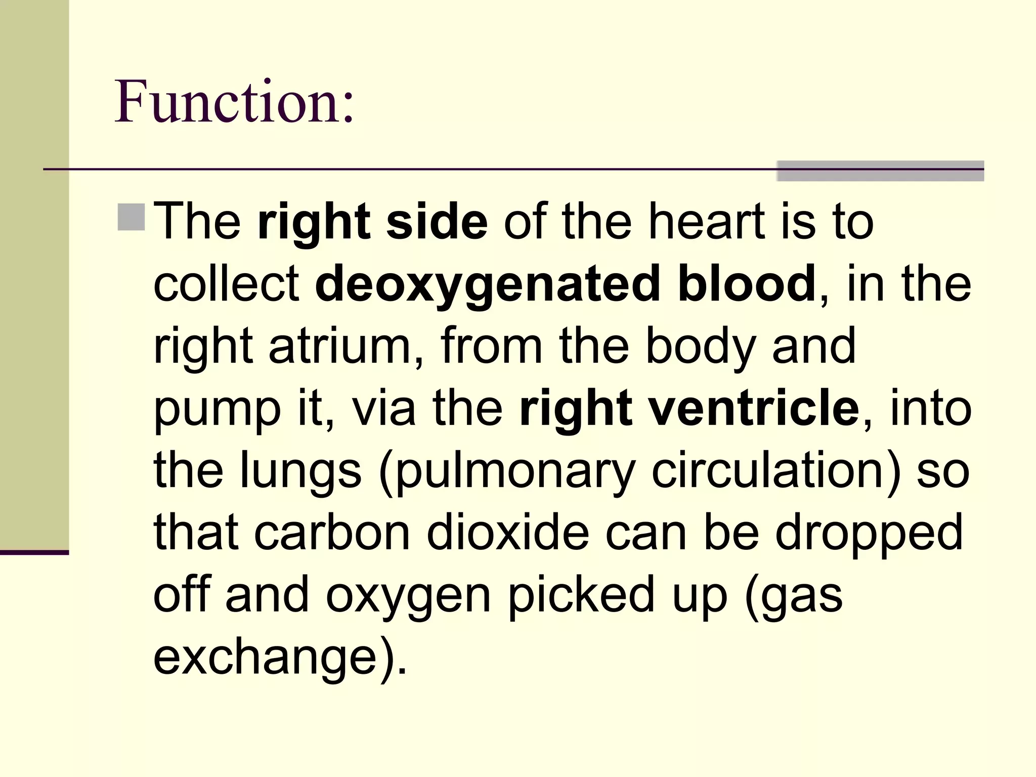 Anatomy Of The Heart | PPT
