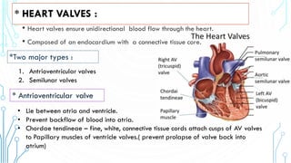 Anatomy of the heart-1.pdf