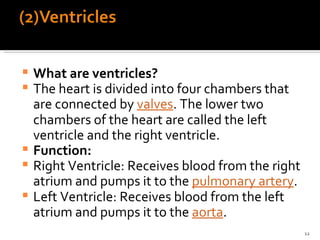 Anatomy Of The Heart | PPT