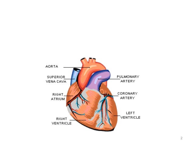 Anatomy of the heart