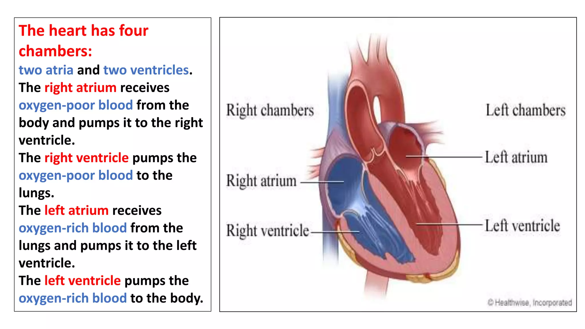Anatomy Of The Heart PPTX anatomy-of-the-heart-pptx