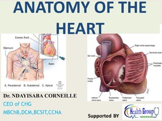 ANATOMY OF THE
HEART
Dr. NDAYISABA CORNEILLE
CEO of CHG
MBChB,DCM,BCSIT,CCNA
Supported BY
 