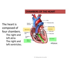 Heart Lesson Anatomy of The Heart.pptx