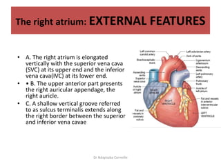 Anatomy of The Heart.pptx