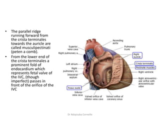 Pectinate Ridges Anatomy of The Heart.pptx