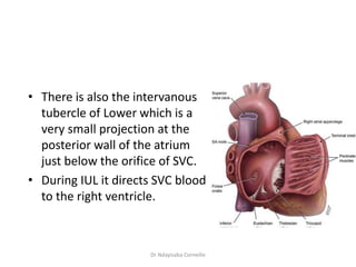 anatomy-of-the-heart-pptx