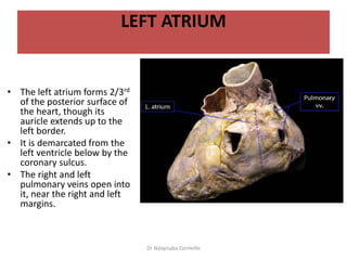 Anatomy of The Heart.pptx