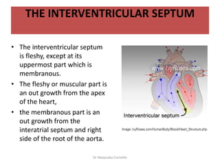 Anatomy of The Heart.pptx