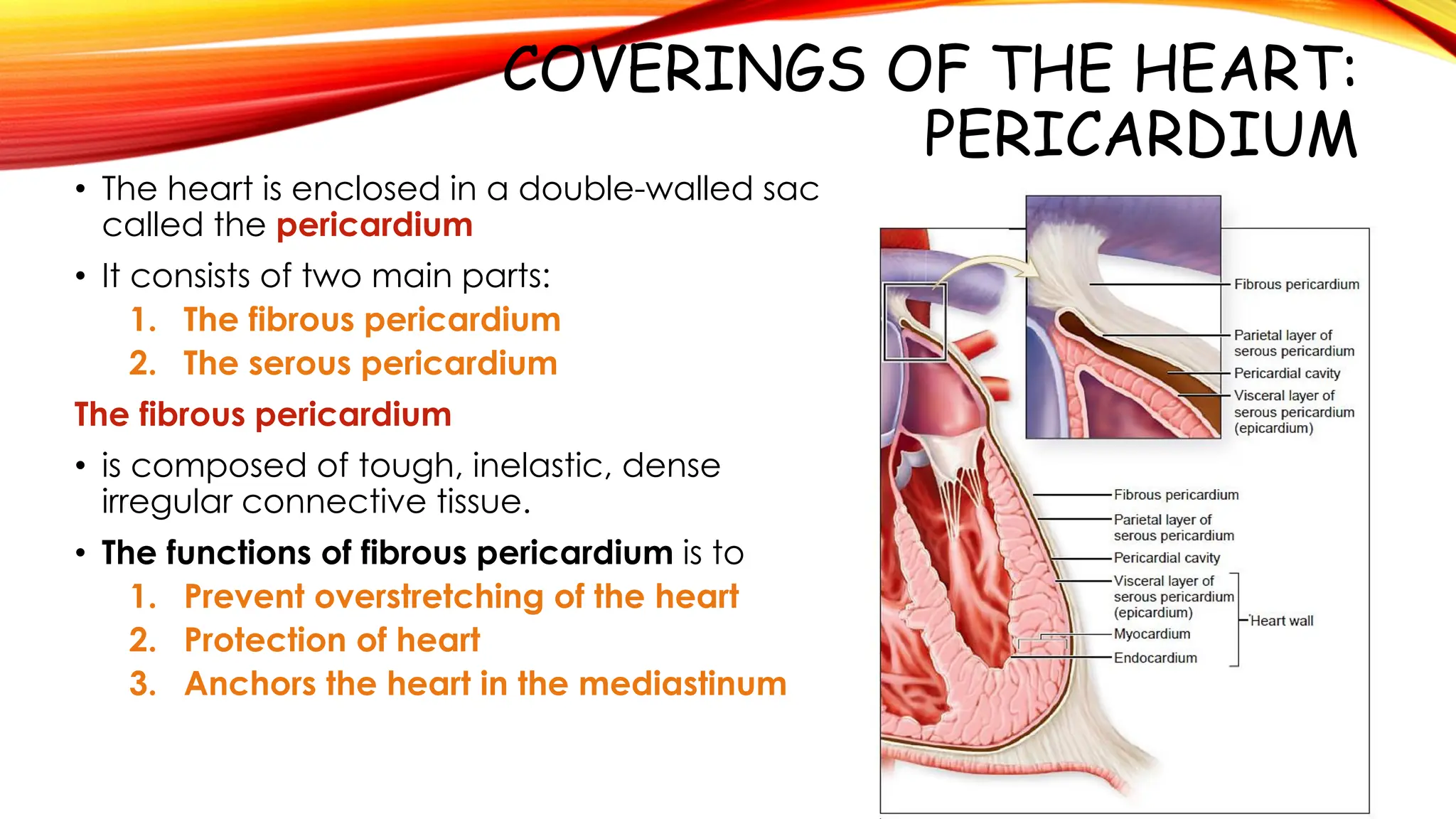 Anatomy of the heart.pdf. Histological . | PDF | Heart and ...