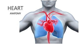 HEART
ANATOMY
 