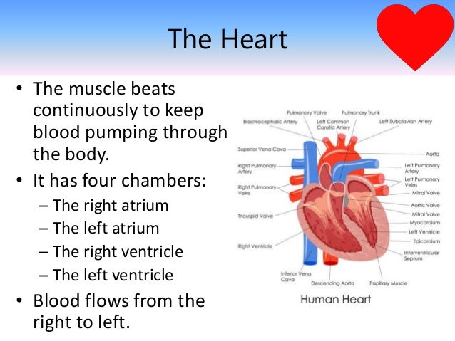 Anatomy of the Heart and Lungs Understanding the Science