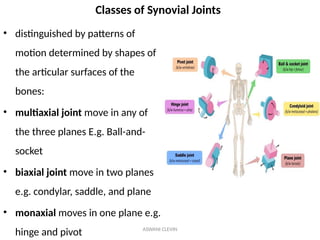 anatomy of the Hip Joint and clinical significance | PPTX