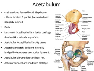 anatomy of the Hip Joint and clinical significance | PPTX