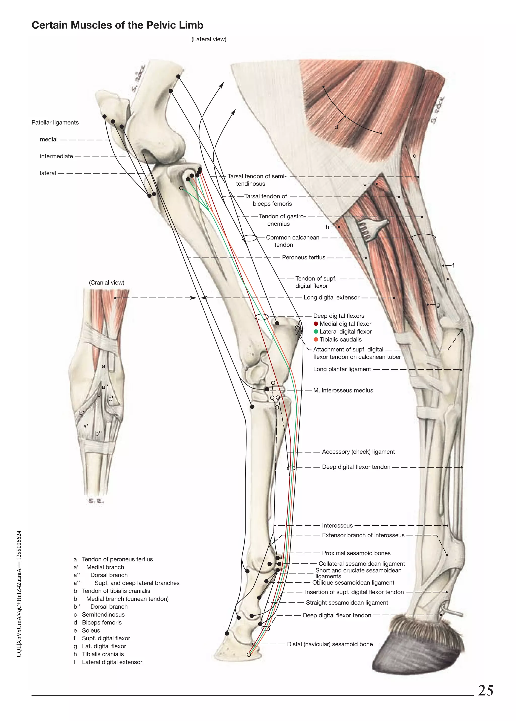 anatomy-of-the-horse-pdf