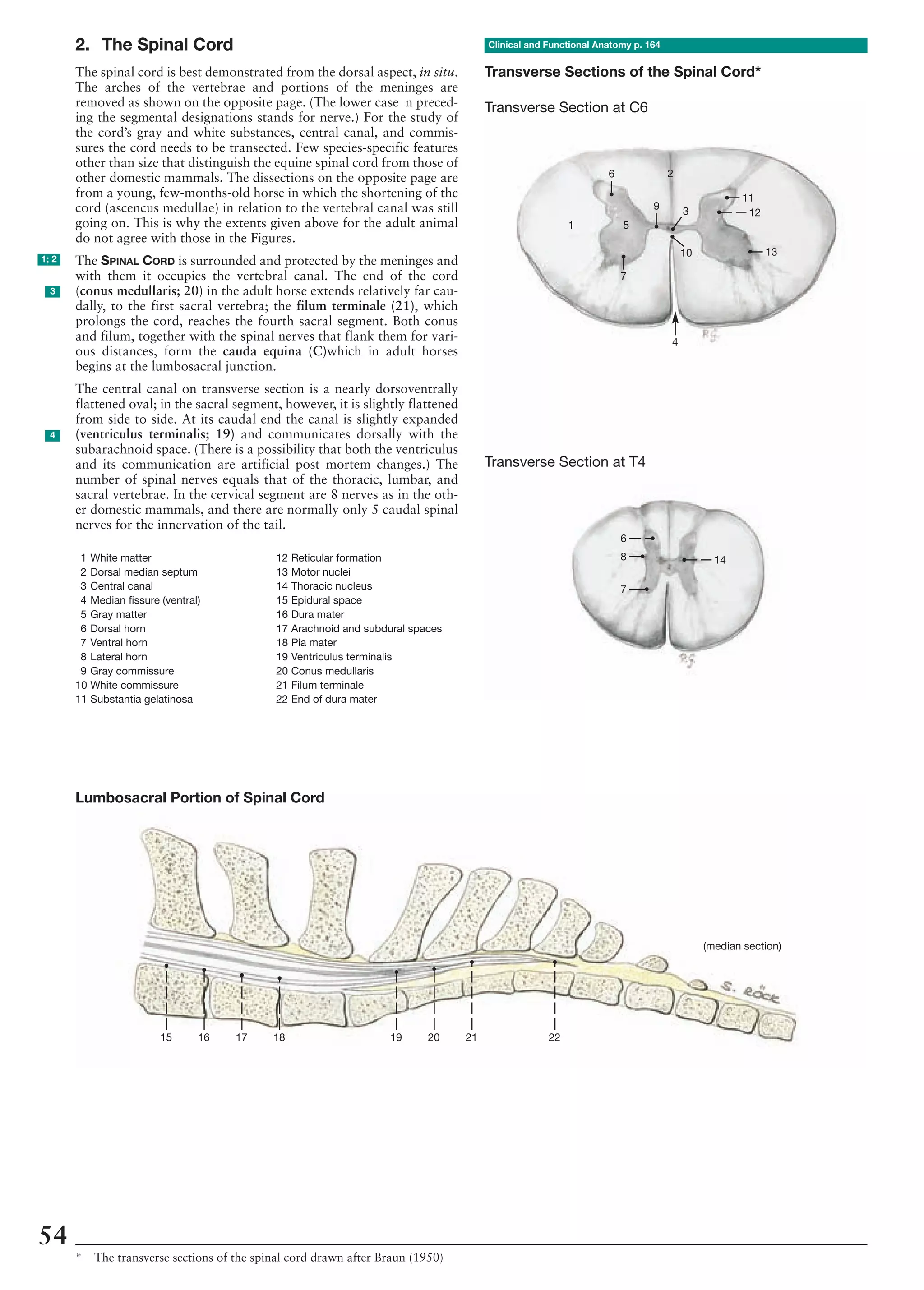 Grey Commis Anatomy of the horse | PDF