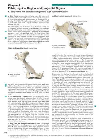 Anatomy of the horse | PDF