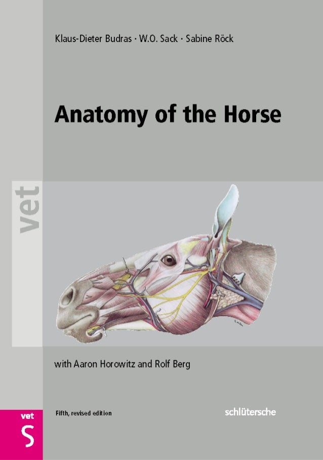 Anatomy of the horse femoral diagram 