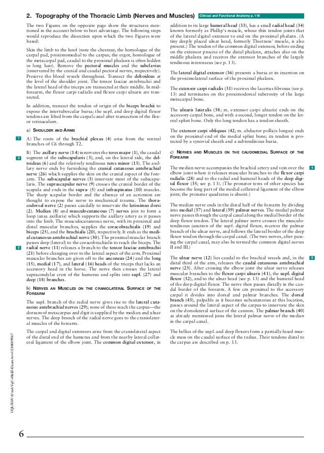 Pollution Essay In English Uqlxbvxumavqchnizuaraa Grant Writing Services Professional also How To Make A Thesis Statement For An Essay Anatomy Of The Horse Essay Of Health
