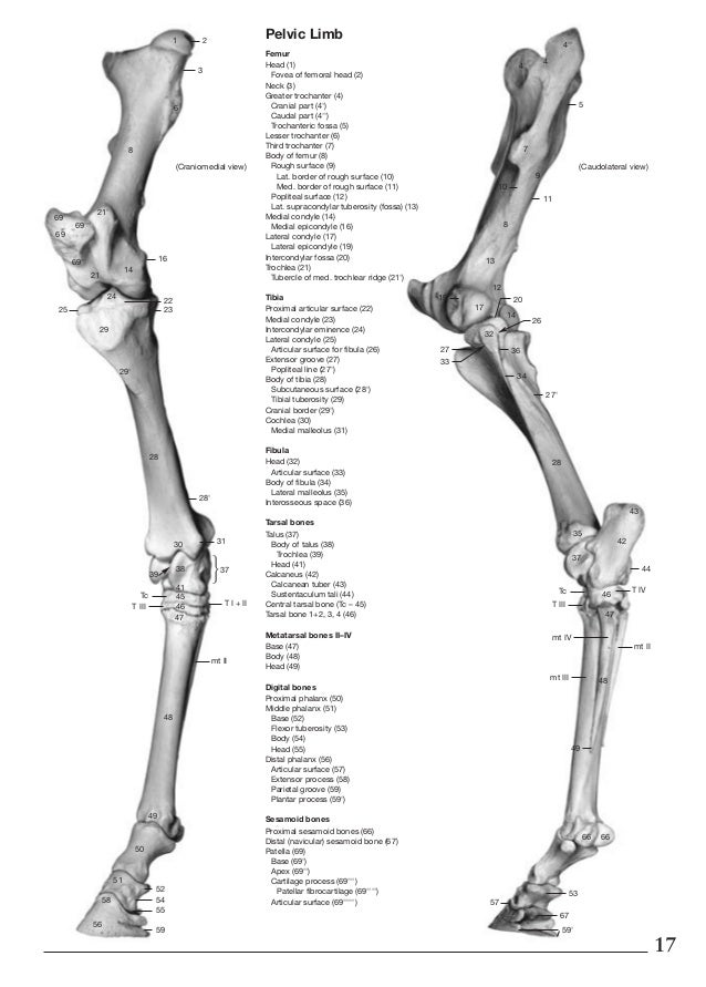 Anatomy Of The Horse