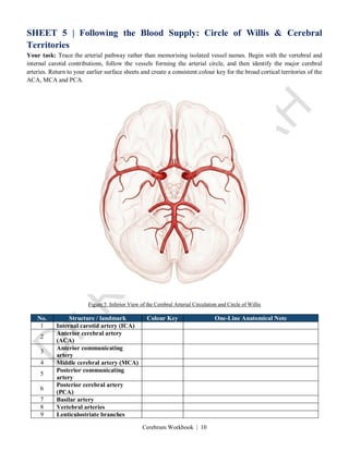 Cerebrum Workbook | 10
SHEET 5 | Following the Blood Supply: Circle of Willis & Cerebral
Territories
Your task: Trace the arterial pathway rather than memorising isolated vessel names. Begin with the vertebral and
internal carotid contributions, follow the vessels forming the arterial circle, and then identify the major cerebral
arteries. Return to your earlier surface sheets and create a consistent colour key for the broad cortical territories of the
ACA, MCA and PCA.
Figure 5. Inferior View of the Cerebral Arterial Circulation and Circle of Willis
No. Structure / landmark Colour Key One-Line Anatomical Note
1 Internal carotid artery (ICA)
2
Anterior cerebral artery
(ACA)
3
Anterior communicating
artery
4 Middle cerebral artery (MCA)
5
Posterior communicating
artery
6
Posterior cerebral artery
(PCA)
7 Basilar artery
8 Vertebral arteries
9 Lenticulostriate branches
 